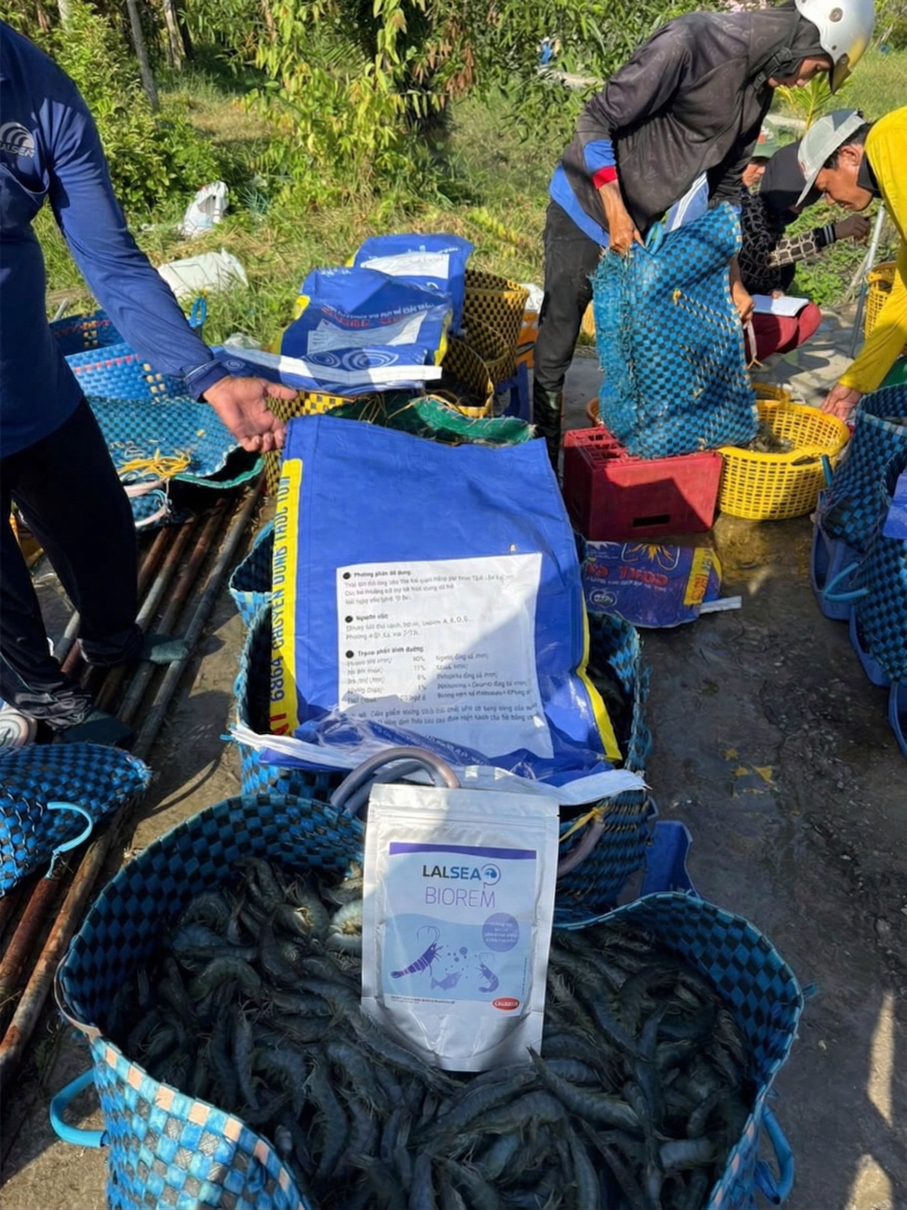 Nông dân thu hoạch tôm thành công với LALSEA BIOREM