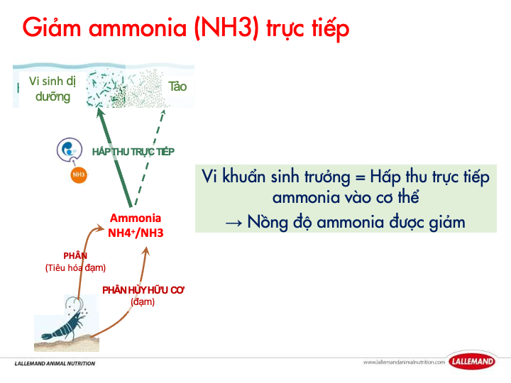 Sơ đồ vi khuẩn hấp thu ammonia NH3 trực tiếp